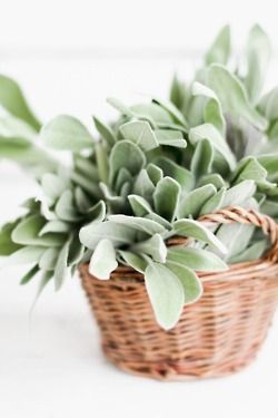 Mohawk - Homescapes - Hemlock - Green - Home - Decor - thelittlecorner.tumblr.com