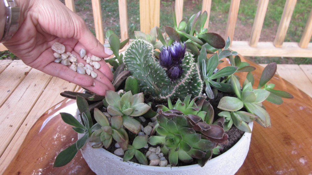 succulent garden, how-to, making your own succulent garden, decorative gravel