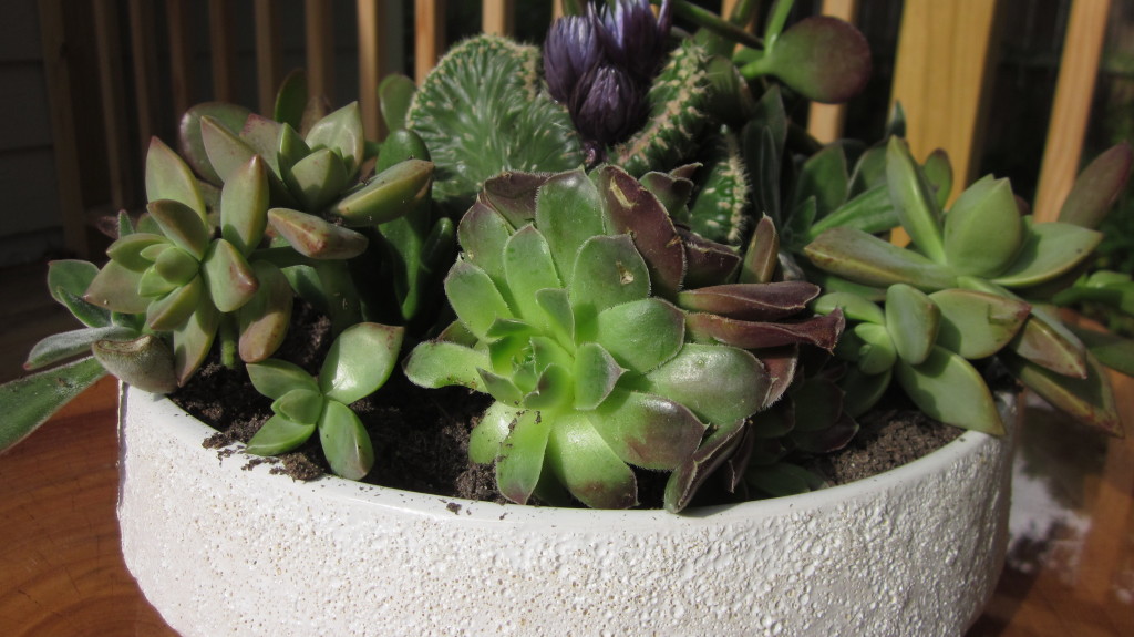 succulent garden weekend project, DIY succulent garden, tips