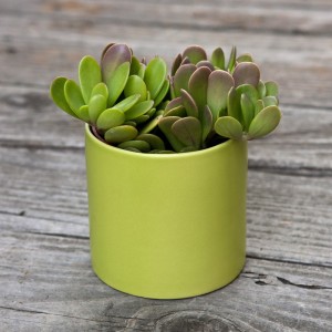 JadeSucculent-givingplants