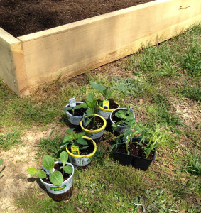 Raised Garden Bed Veg Plants