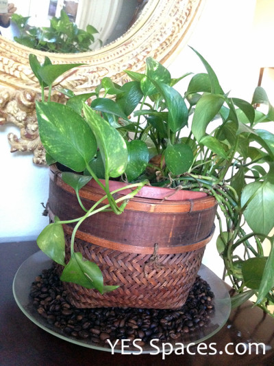 Best Natural Room Refresher - Coffee Planter - Barbara Miller - Mohawk Homescapes