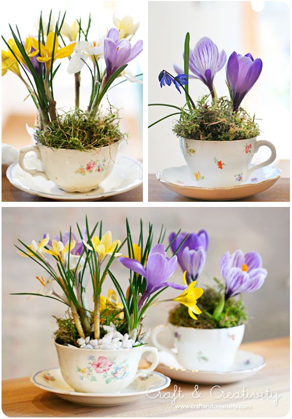 Mohawk - spring teacups