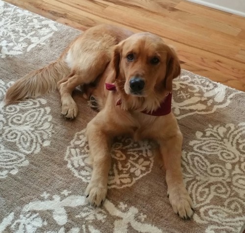 dining room rehab - neutral rug - American Rug Craftsmen rug - Reflections Dragonfly Medallion - Mohawk Home - Tucker the dog