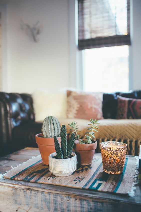 Cactus- Succulent- House Plants
