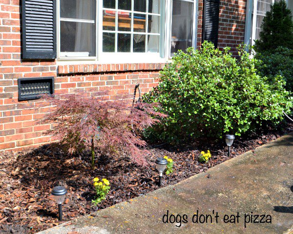 Curb Appeal Tips and Tricks | Karen Cooper | Dogs Don't Eat Pizza | Mohawk Homescapes