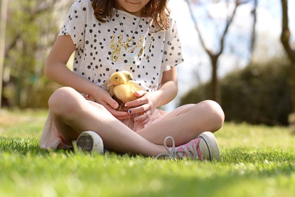 Spring chicks in family photo shoot