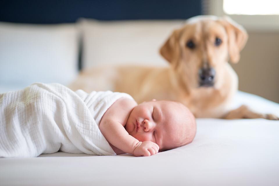 Family dog looks on at baby during photo shoot