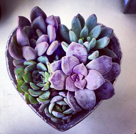 Ultra Violet Succulent | Pantone Color of the Year 2018