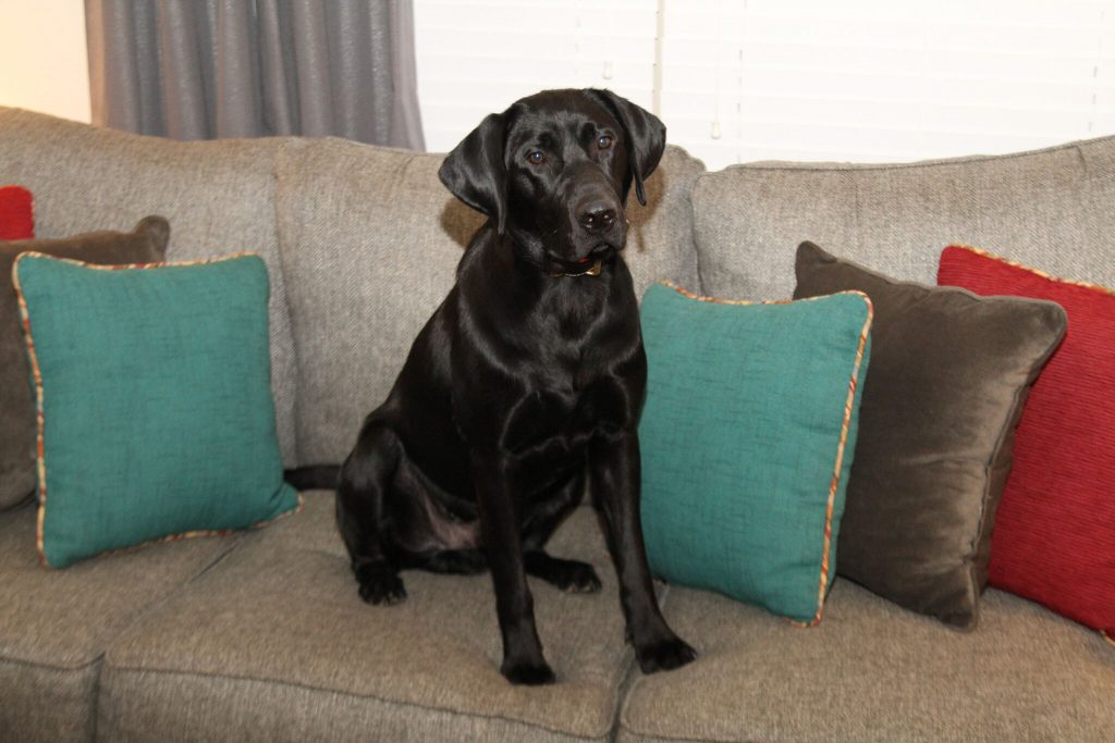 dog friendly living room furniture
