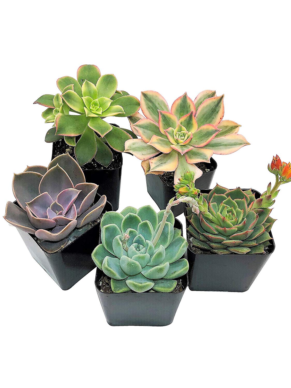 Small Succulents are great for college dorm rooms!