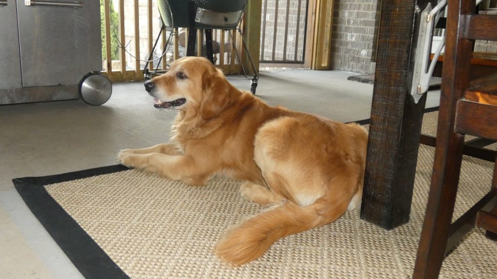 Pet friendly indoor/outdoor area rug from Mohawk Home