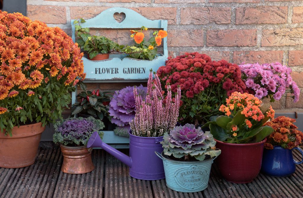 Autumn flowers in wooden boxes for fall front porch decor
